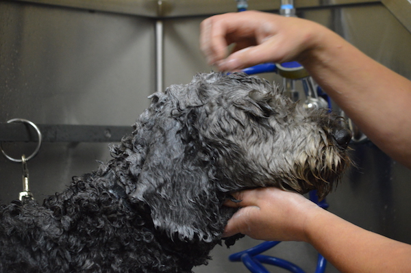 what vaccinations do dogs need to get groomed